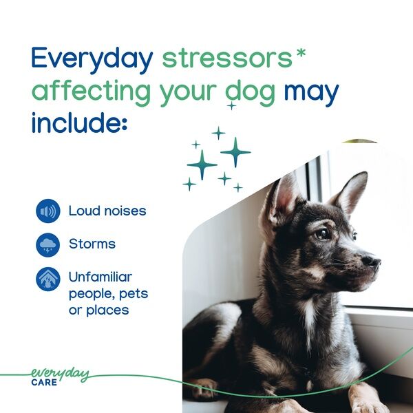 Zenidog Gel Diffuser 34