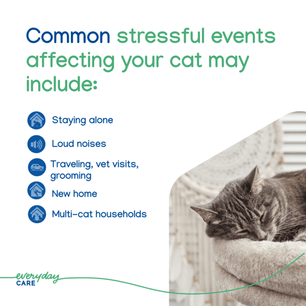 VBC 19925 Image 5_Zenifel Gel Diffuser 37