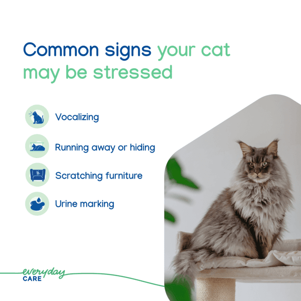 VBC 19925 Image 6_Zenifel Spray 60ml 32