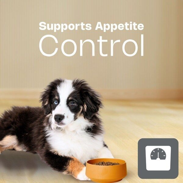 Junior Small Toy Dog HPM Appetite Control