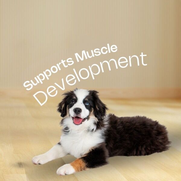 Junior Small Toy Dog HPM Supports Muscle Development