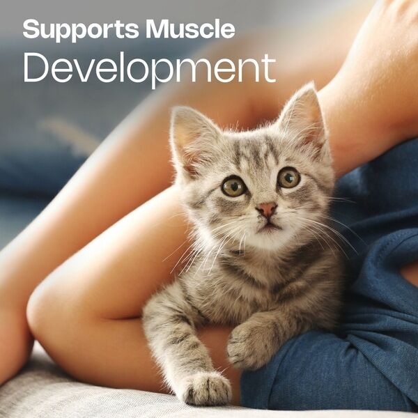 Junior Cat HPM Muscle Development