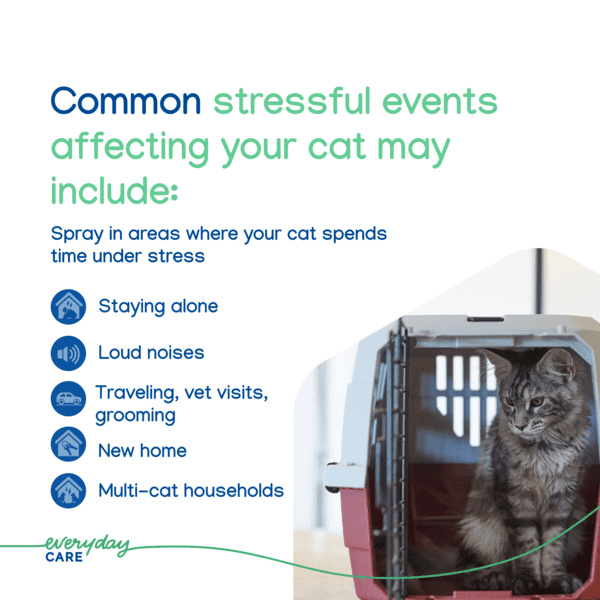 VBC 19925 Image 5_Zenifel Spray 60ml 37