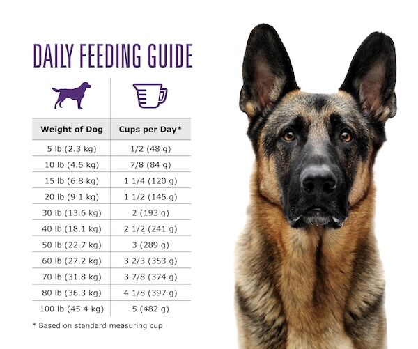 how much should a 15 pound puppy eat